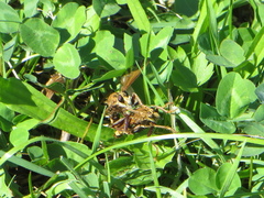 Asilus crabroniformis