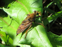 Asilus crabroniformis