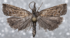 Neodactria caliginosellus