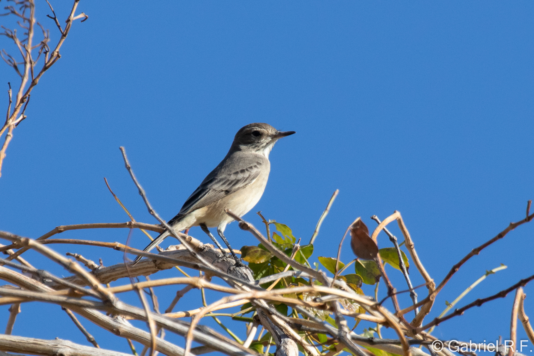 Lesser Shrike-Tyrant (Agriornis murinus), photo 5