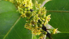 Maytenus obtusifolia