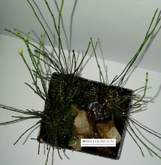 Equisetum scirpoides