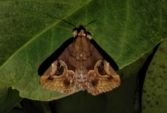 Ommatophora luminosa