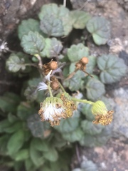 Packera bolanderi bolanderi