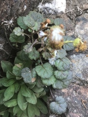 Packera bolanderi bolanderi