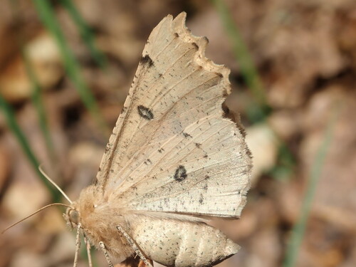 Odontopera bidentata