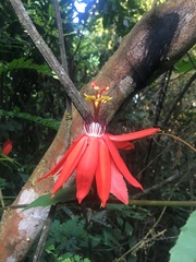 Passiflora miniata