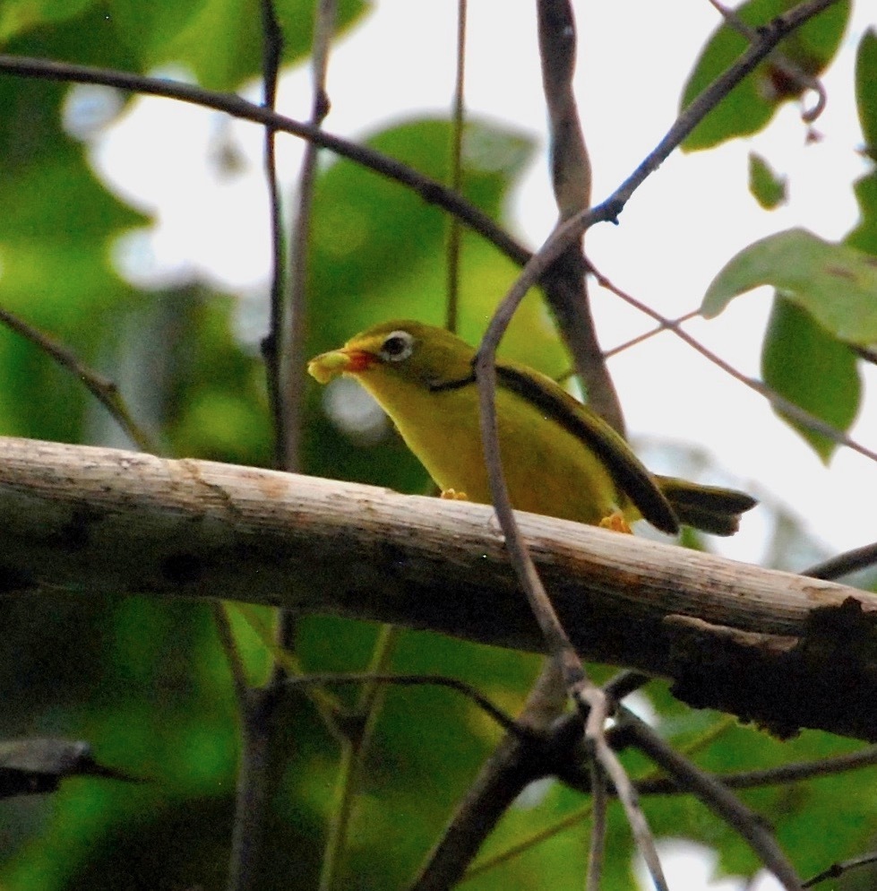 Rota White-eye