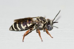 Triepeolus pectoralis