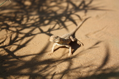 Phrynocephalus guttatus