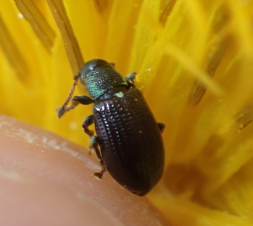 Phyllobius viridicollis