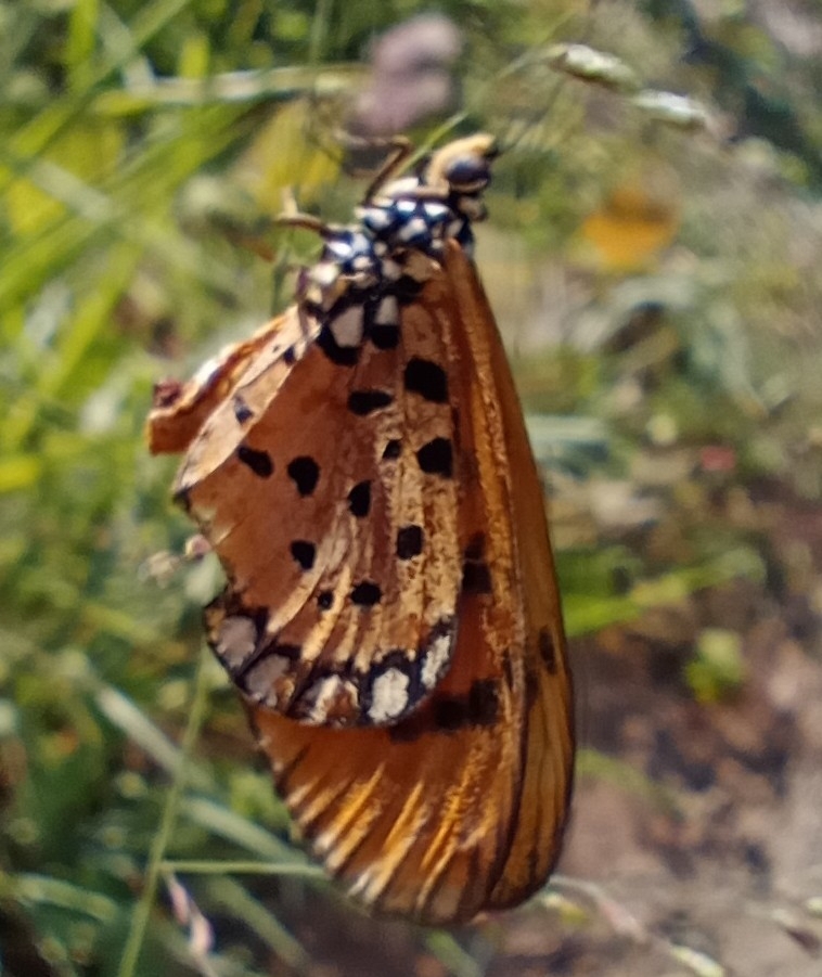 Tawny Coster
