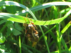 Asilus crabroniformis