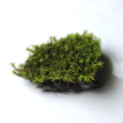 Vinealobryum insulanum