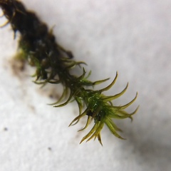 Vinealobryum insulanum