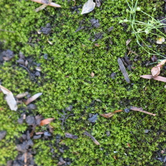Vinealobryum insulanum