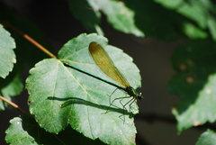 Calopteryx dimidiata