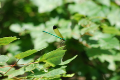 Calopteryx dimidiata