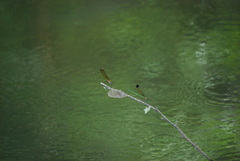 Calopteryx dimidiata