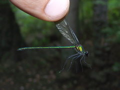 Calopteryx dimidiata