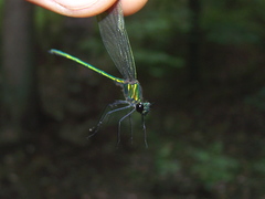 Calopteryx dimidiata
