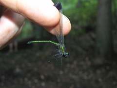 Calopteryx dimidiata