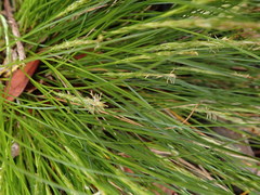 Carex erebus