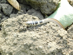 Psammophis angolensis
