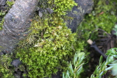 Vinealobryum insulanum