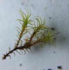 Vinealobryum insulanum