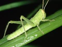 Cyrtacanthacridini