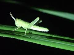 Cyrtacanthacridini