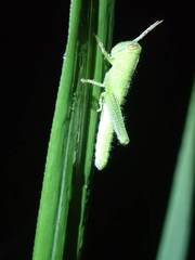 Cyrtacanthacridini