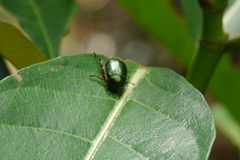 Anomala russiventris