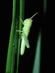 Cyrtacanthacridini