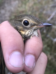 Catharus ustulatus ustulatus