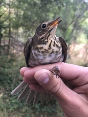 Catharus ustulatus ustulatus