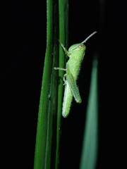 Cyrtacanthacridini