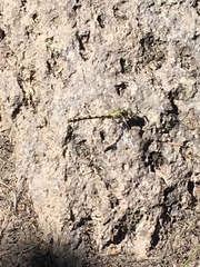 Ophiogomphus severus