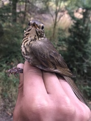 Catharus ustulatus ustulatus