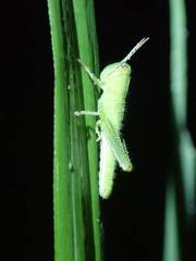 Cyrtacanthacridini