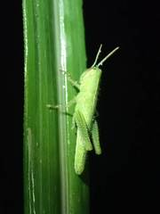 Cyrtacanthacridini