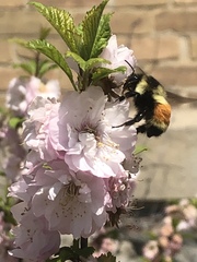 Bombus ternarius