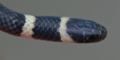 Black Centipede Eater photo 5