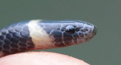 Black Centipede Eater photo 4