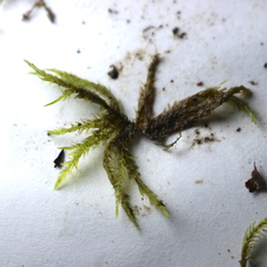 Calliergonella cuspidata
