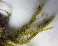 Calliergonella cuspidata