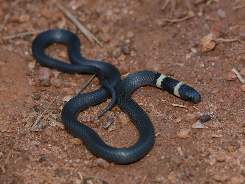 Black Centipede-eater
