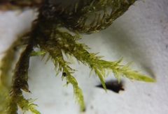 Calliergonella cuspidata
