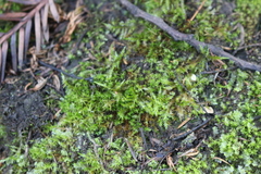 Calliergonella cuspidata